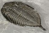 Dalmanites Trilobite Fossil - New York #99029-1